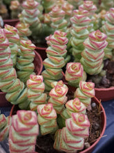 Load image into Gallery viewer, Crassula x rupestris f. marnieriana HOTTENTOT 5.5cm
