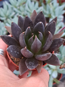 Echeveria AFFINIS