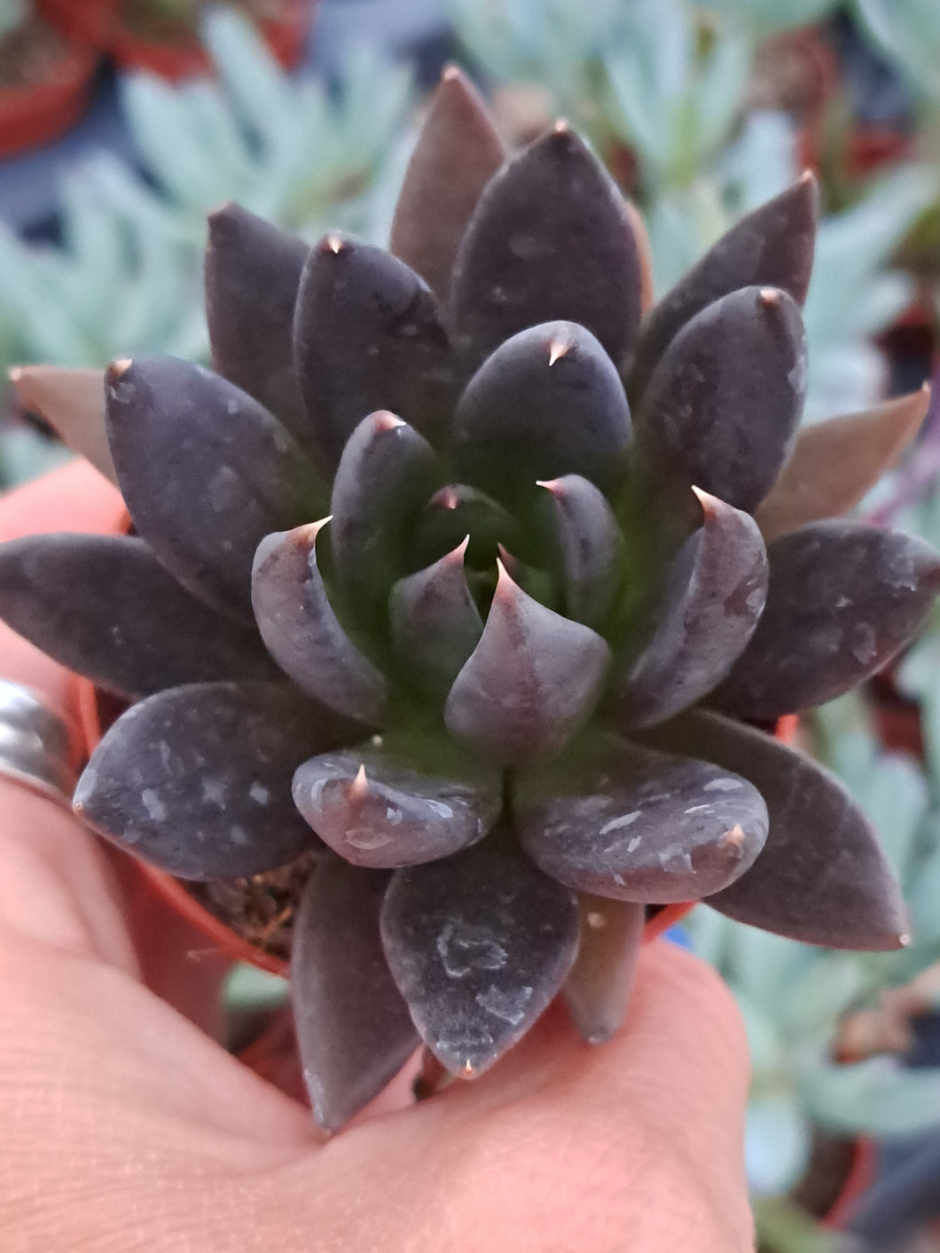 Echeveria AFFINIS