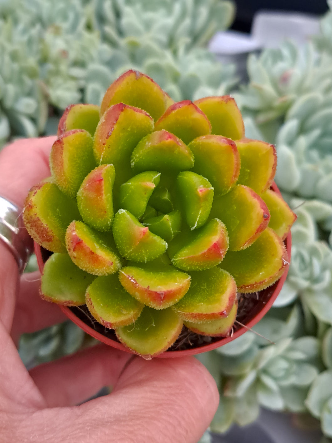 Echeveria CHUBBS