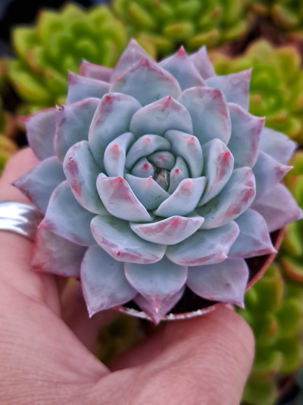 Echeveria colorata BLUE BIRD