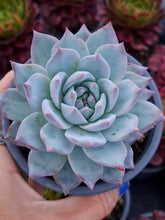 Load image into Gallery viewer, Echeveria colorata BLUE BIRD
