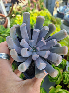 Graptoveria TOPSY DEBBI syn. CUPID, LILAC SPOONS