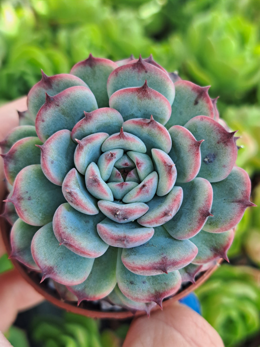 Echeveria MARCEL