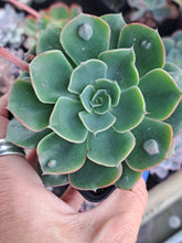 Load image into Gallery viewer, Echeveria RAINDROPS 9cm
