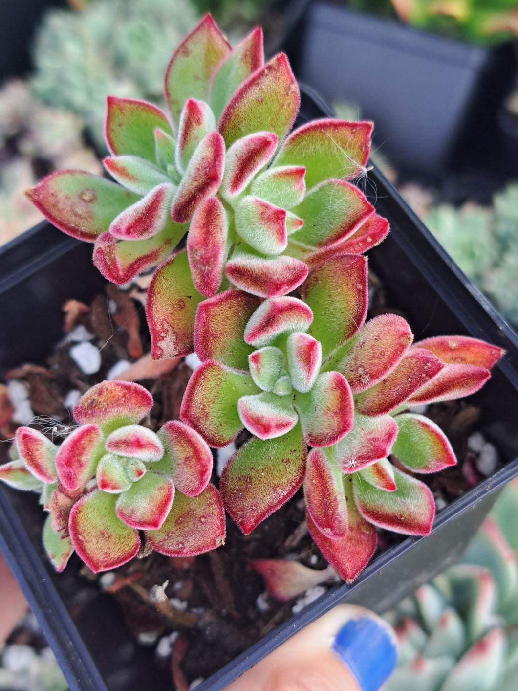 Echeveria Pulvinata DEVOTION