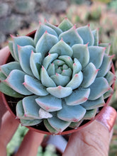 Load image into Gallery viewer, Echeveria Tippy 5.5cm
