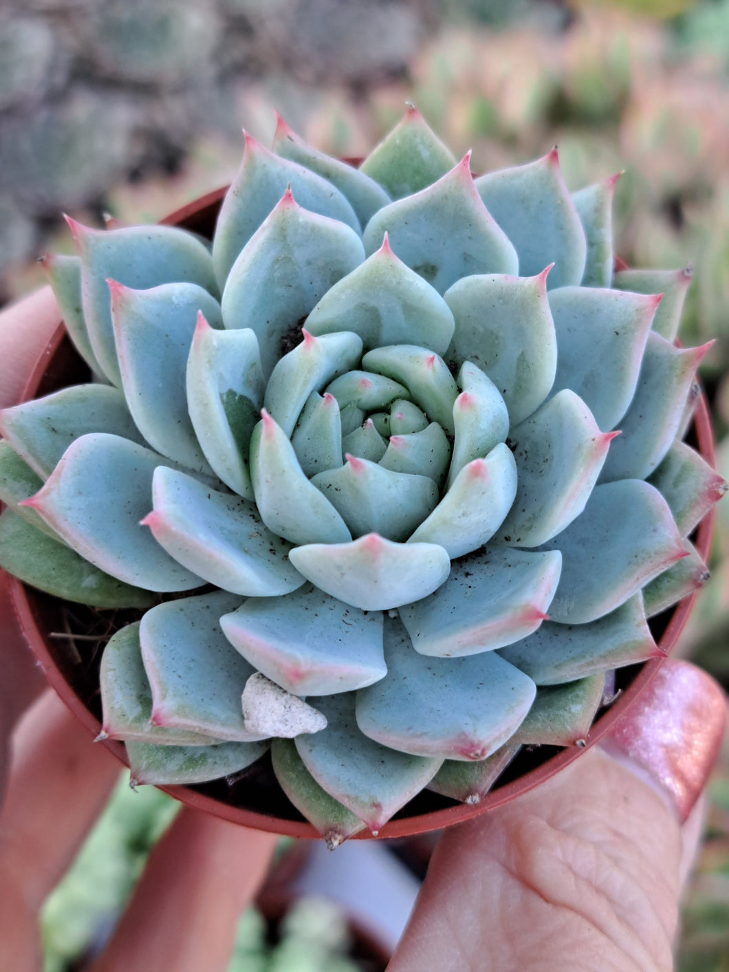 Echeveria Tippy 5.5cm