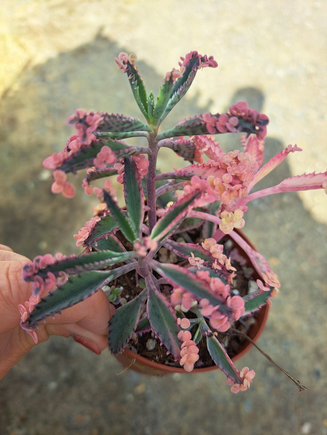 Kalanchoe PINK BUTTERFLIES mother of millions