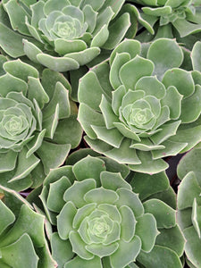 Aeonium Green Cashmere