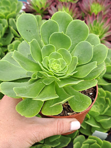 Aeonium Green Cashmere