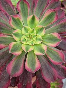 Aeonium WU TIAN JI   [WTJ]