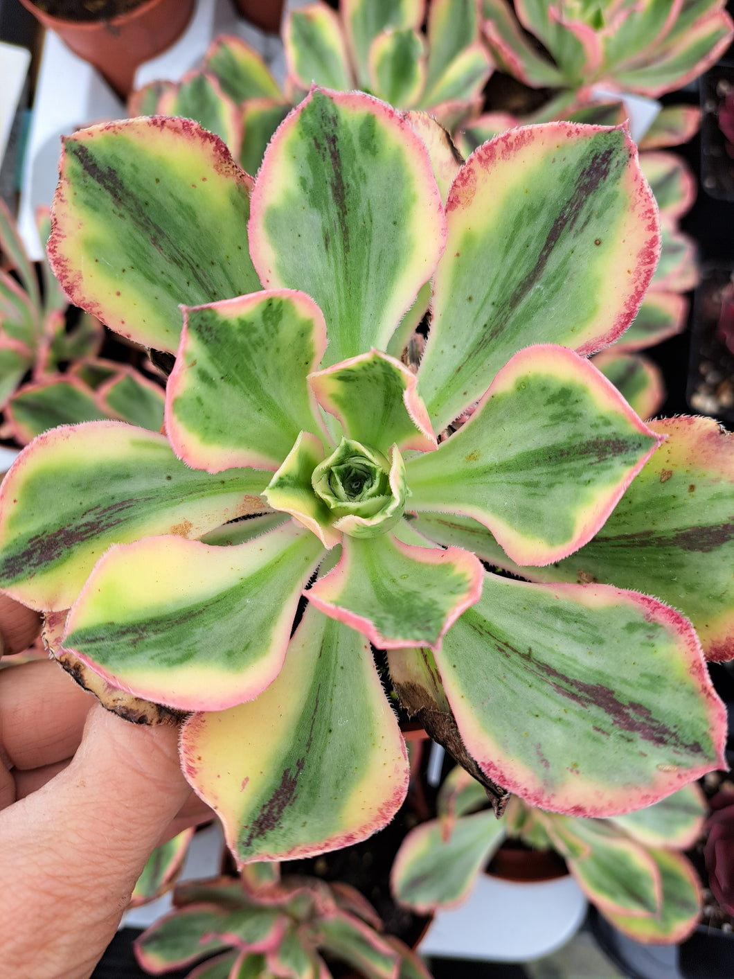 Aeonium MARNIER LAPOSTOLLE Variegated