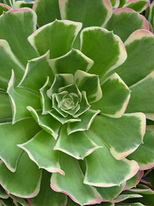 Aeonium WHITE PHOENIX