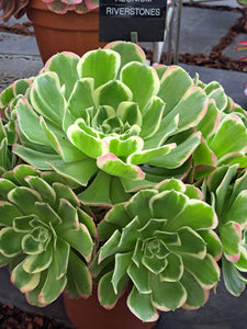 Aeonium WHITE PHOENIX