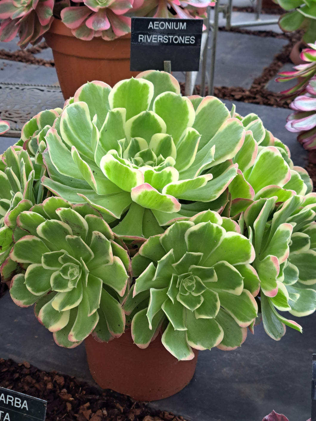 Aeonium WHITE PHOENIX