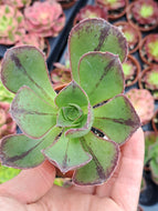 Aeonium ‘Marnier-Lapostolle’ – Dwarf Branching Succulent – UK Grown