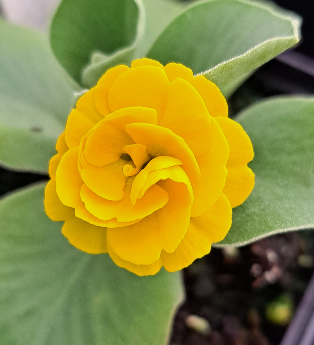 Auricula 'COLMAN' (D)