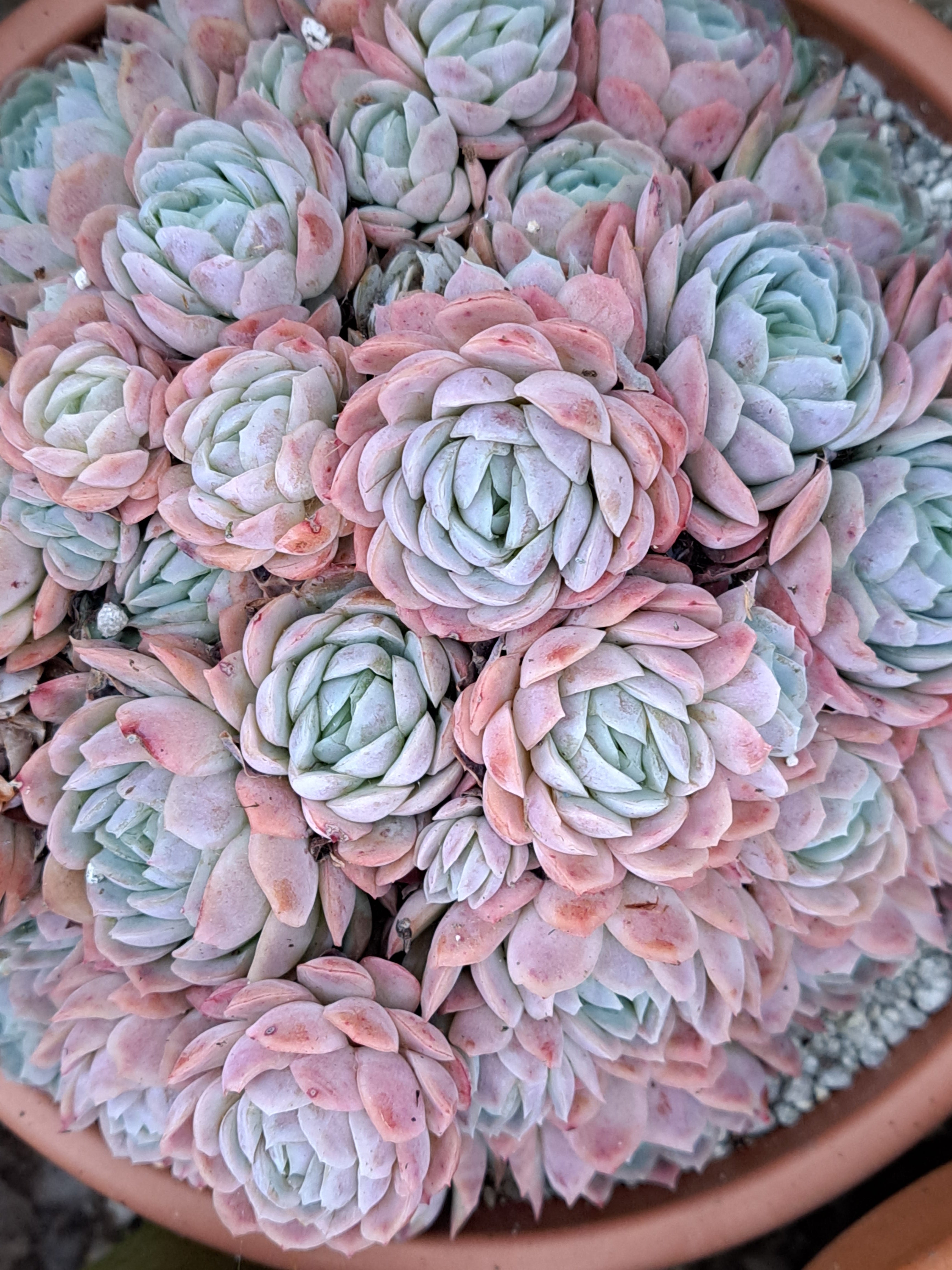 raspberry ice succulent Echeveria elegans RASPBERRY ICE – W & S Lockyer