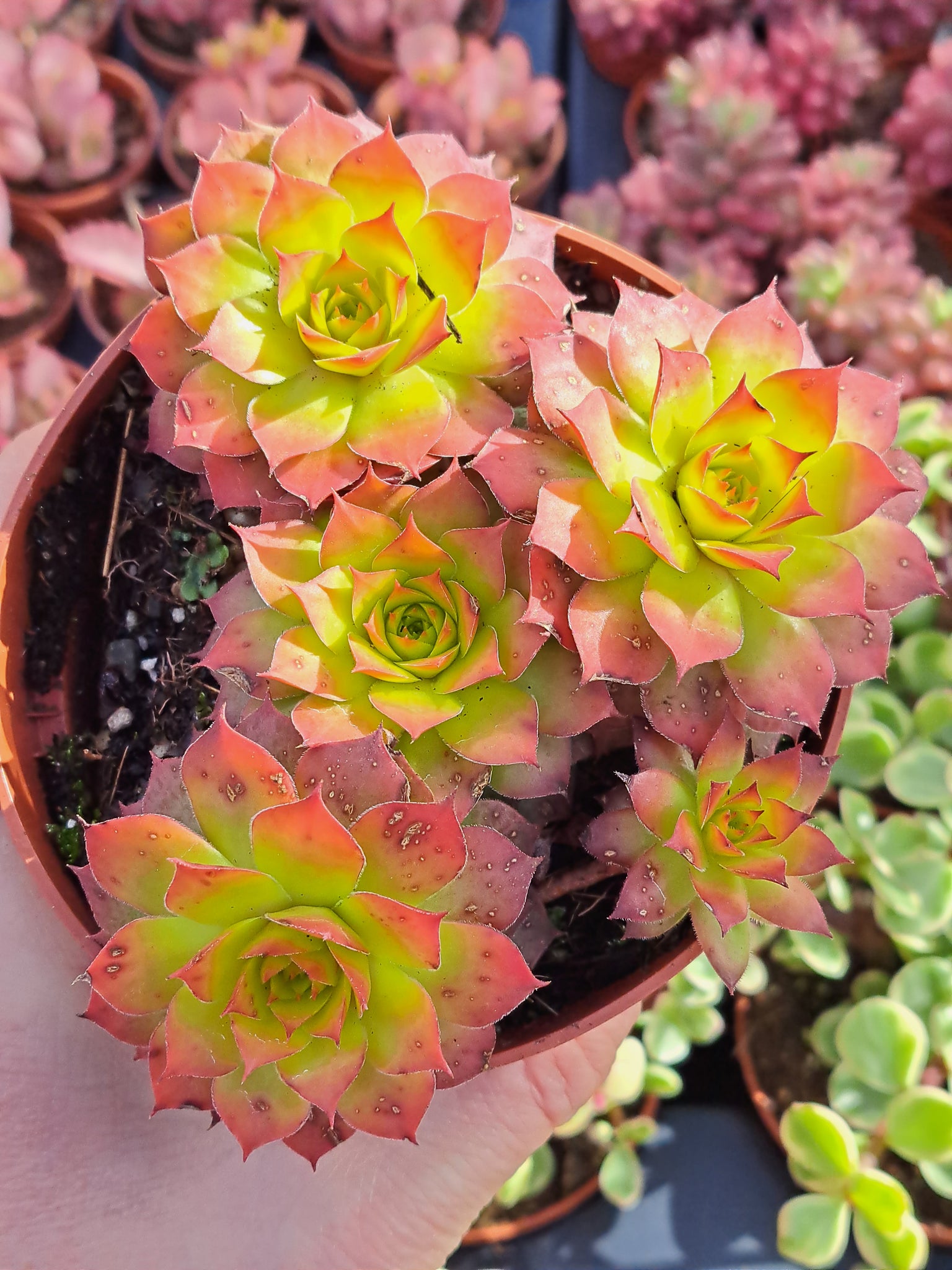 gold nugget succulent Sempervivum Chick Charms® 'GOLD NUGGET' – W & S Lockyer