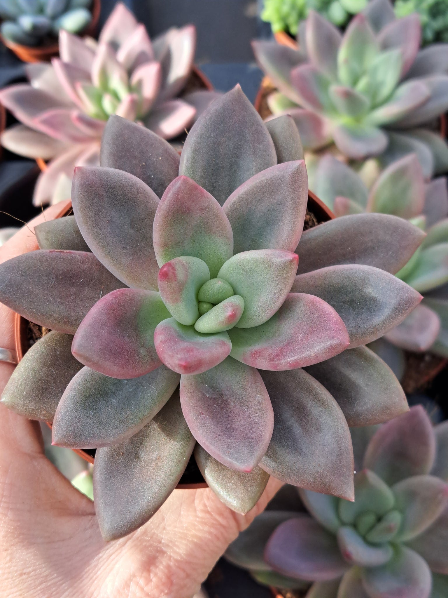 ruby donna succulent x Pachyveria RUBY DONNA syn. Rosy Crow – W & S Lockyer