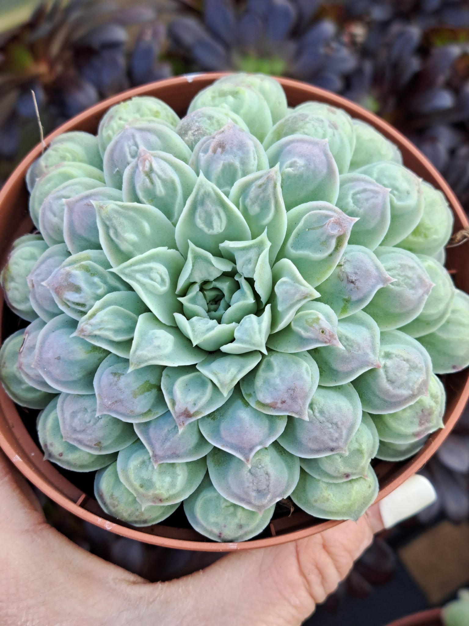 heart succulent echeveria cheyenne Echeveria HEARTS CHOICE syn. GILO – W & S Lockyer