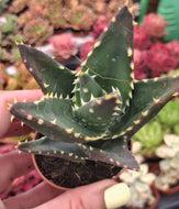 Aloe mitriformis – UK-Grown Architectural Succulent