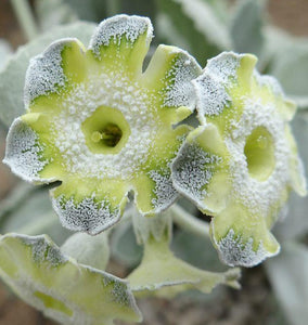 Auricula 'HELEN RUAN' (B)