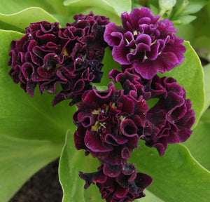 Auricula 'CAMELOT' (D)