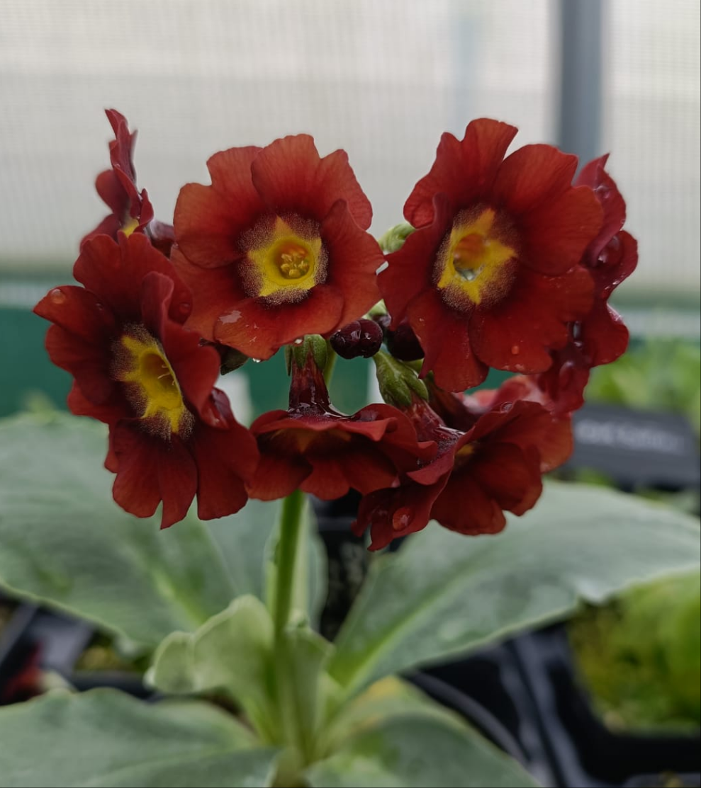 Auricula 'BETHAN MCSPARRON' (B)