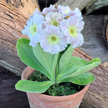 Load image into Gallery viewer, Auricula &#39;CHARLES RENNIE&#39; (B)
