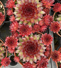 Load image into Gallery viewer, Sempervivum DARK BEAUTY
