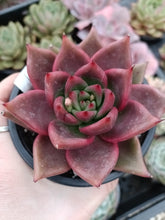 Load image into Gallery viewer, Echeveria agavoides GALAXY MARS
