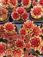 Load image into Gallery viewer, Sempervivum Chick Charms® &#39;GOLD NUGGET&#39;
