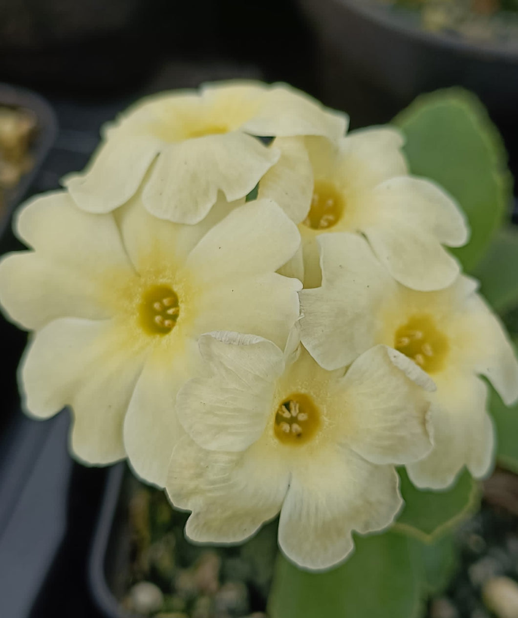 Auricula 'EDEN RHIAN' (B)