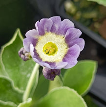 Load image into Gallery viewer, Auricula &#39;BLUE NIGHT&#39; (B)
