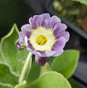 Auricula 'BLUE NIGHT' (B)