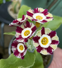 Load image into Gallery viewer, Auricula &#39;REGENCY SYMPHONY&#39; (St)
