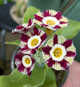 Auricula 'REGENCY SYMPHONY' (St)