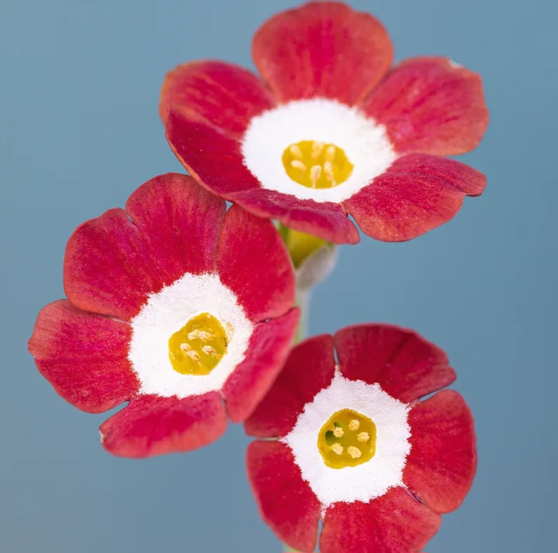 Auricula 'BRICK LANE' (S)