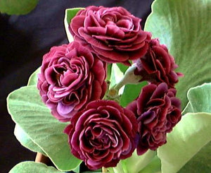 Auricula 'SATIN DOLL' (D)