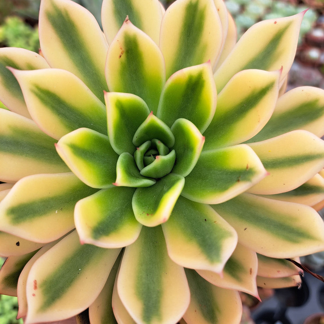 Echeveria Mira f. Variegata