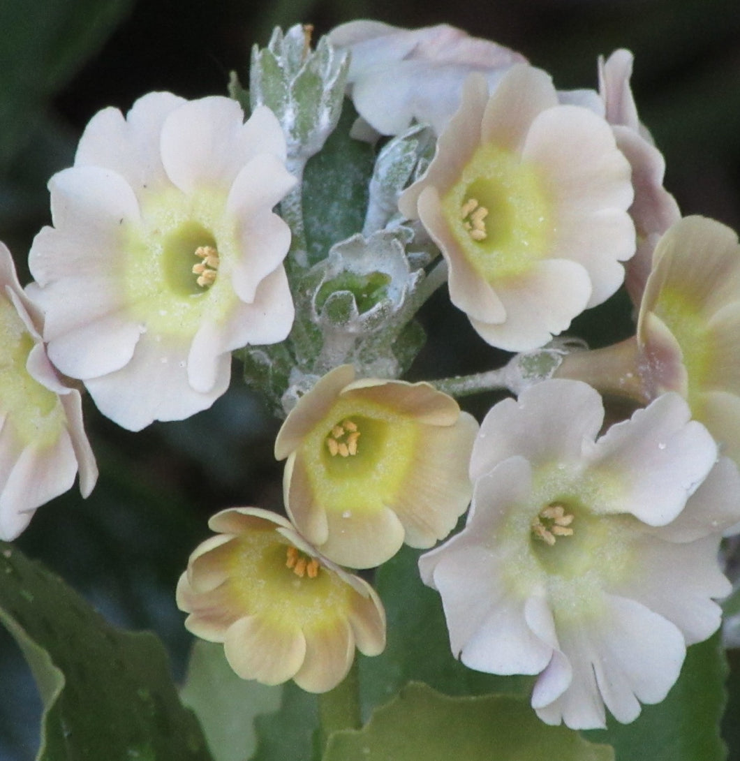 Auricula 'GHOSTLY' (B)