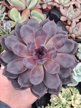 Load image into Gallery viewer, Echeveria nebula 'Violet'
