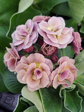 Load image into Gallery viewer, Auricula &#39;FOREST SAHARA&#39; (D)
