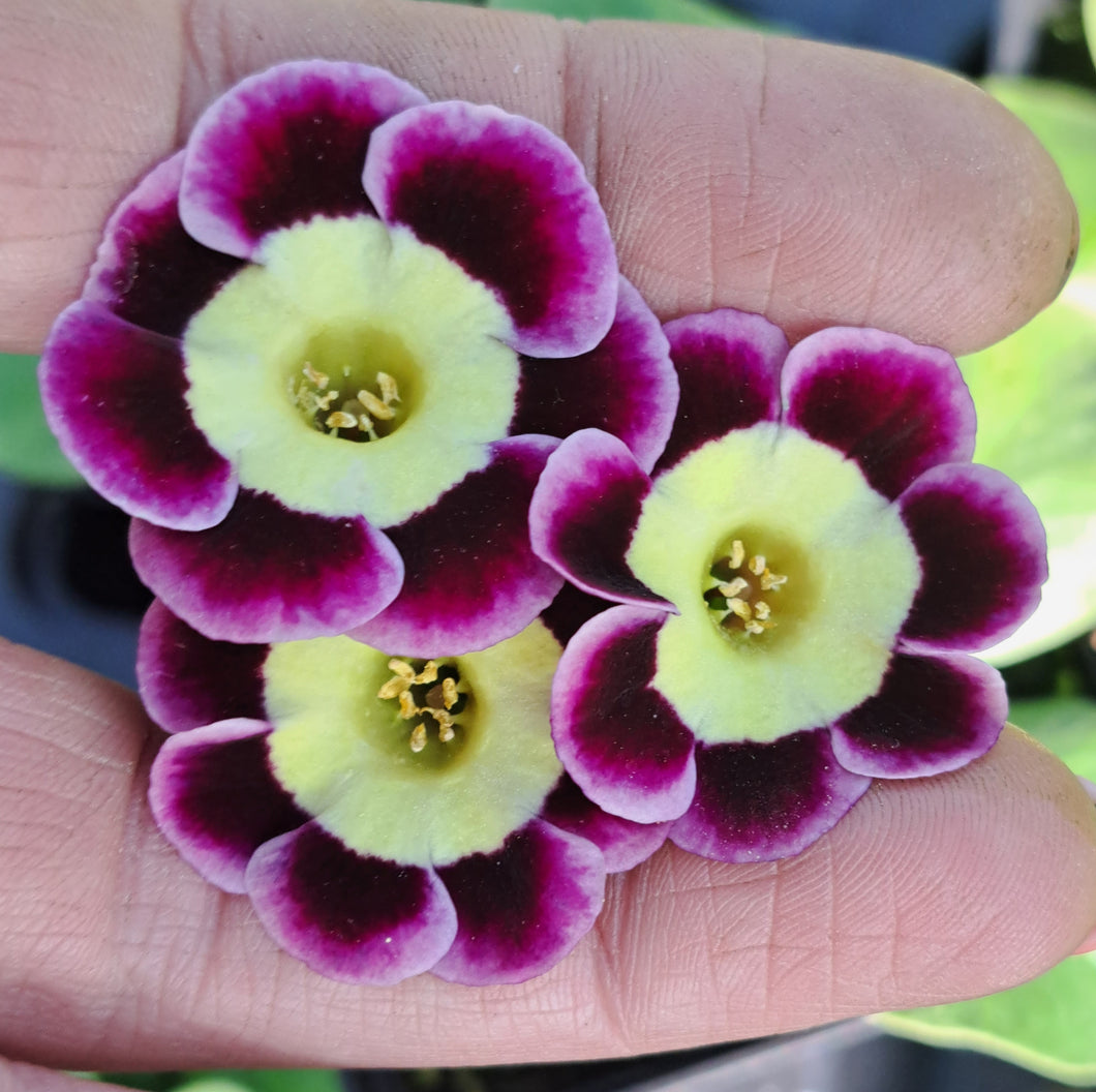 Auricula 'HALLMARK' (A)