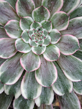 Load image into Gallery viewer, Aeonium GREEN WAVE
