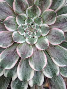 Aeonium GREEN WAVE