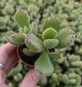 Cotyledon Ladismithiensis