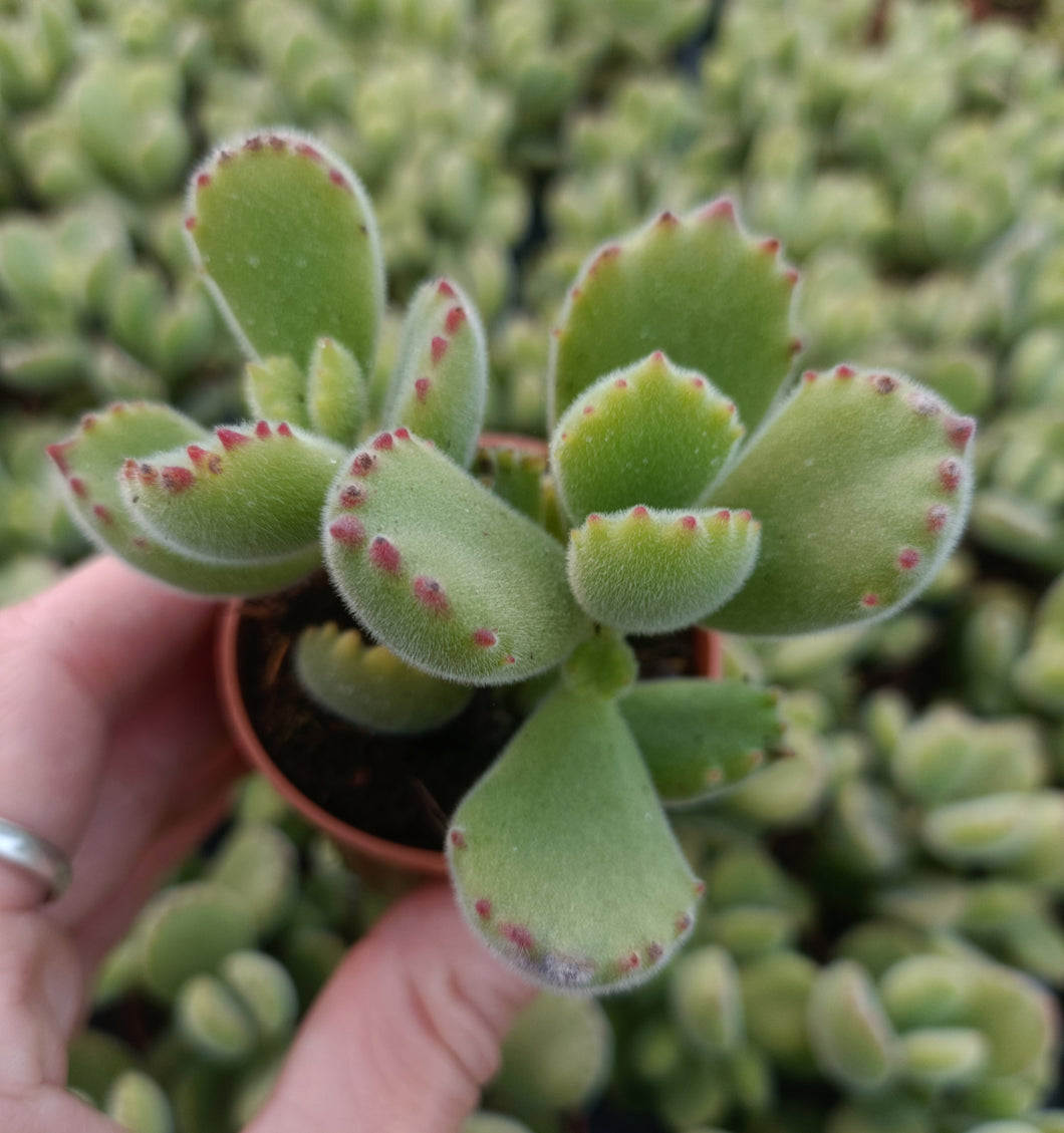 Cotyledon Ladismithiensis
